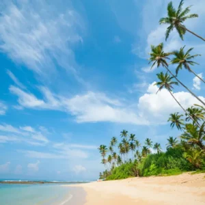 Tranh dan tuong can tho canh bien hm556